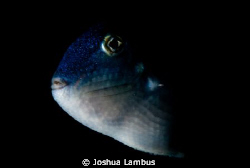 Pelagic Trigger Fish.  Taken at night in the abyss, 3 mil... by Joshua Lambus 